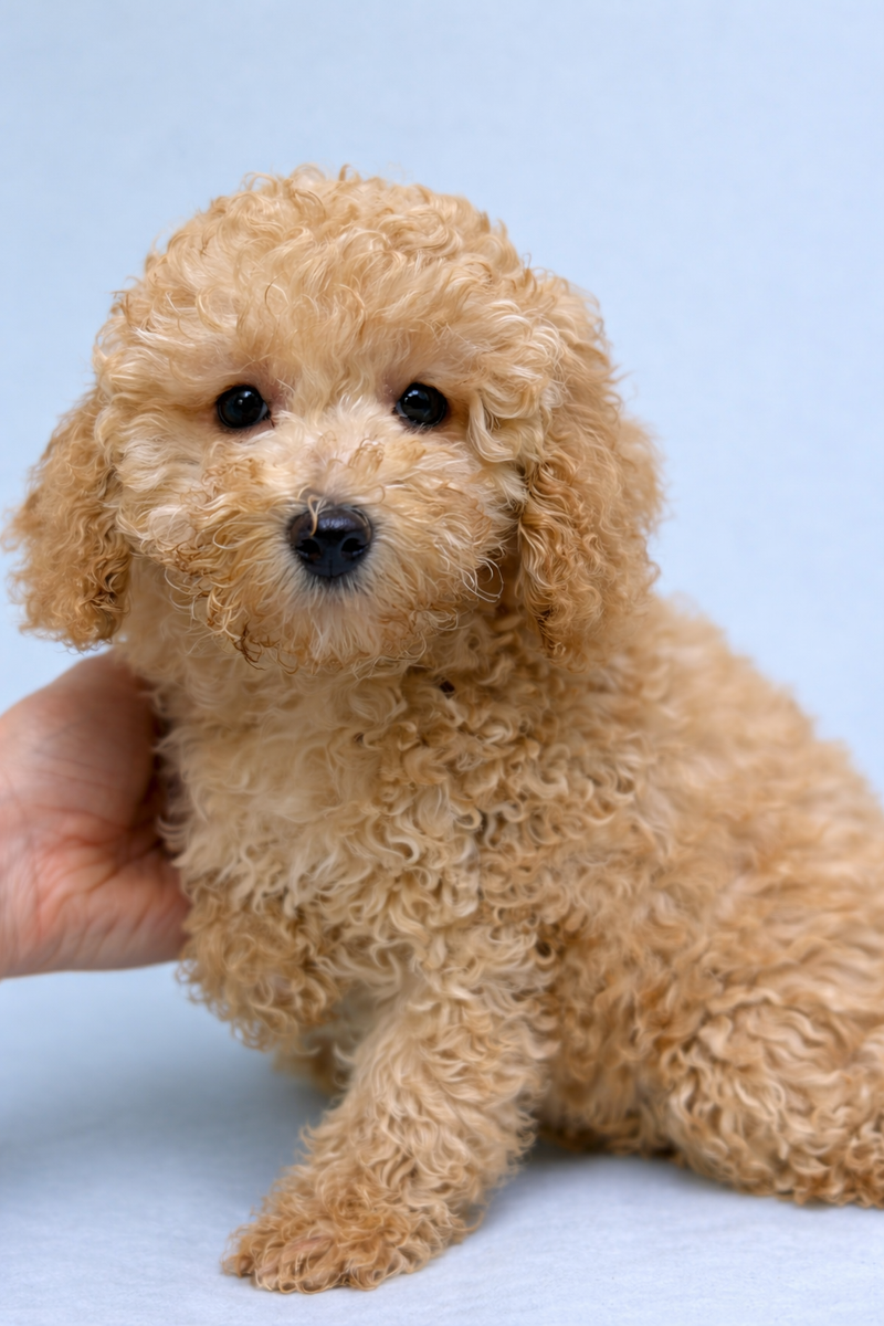 Brown, Caniche mâle né le 17/01/26 Non LOF 