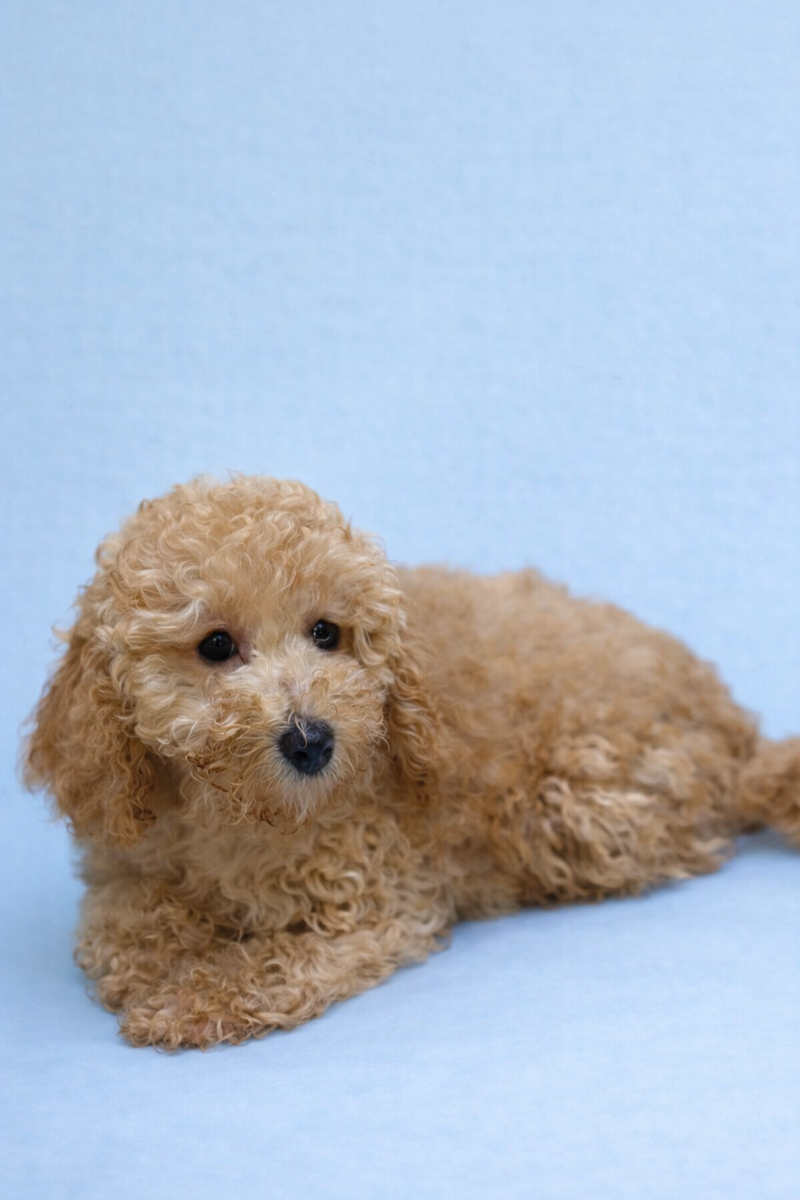 Brown, Caniche mâle né le 17/01/26 Non LOF 