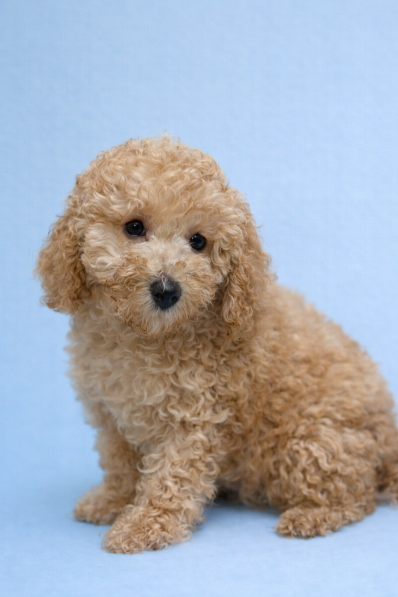 Brown, Caniche mâle né le 17/01/26 Non LOF 