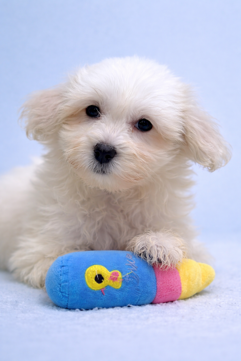 Bob, Coton de Tuléar mâle né le 29/01/26 LOF