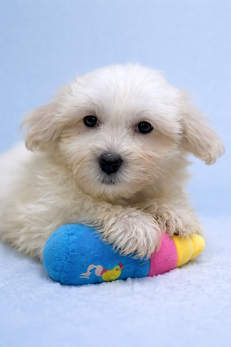 Bob, Coton de Tuléar mâle né le 29/01/26 LOF