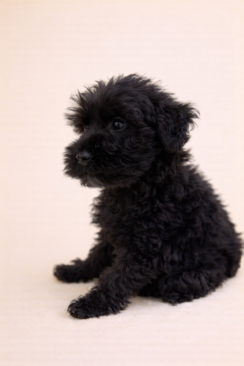 Brownie, Schnauzer femelle née le 26/01/26 Non LOF
