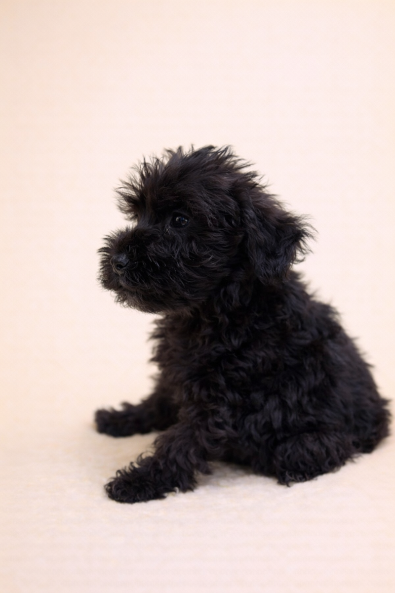 Brownie, Schnauzer femelle née le 26/01/26 Non LOF