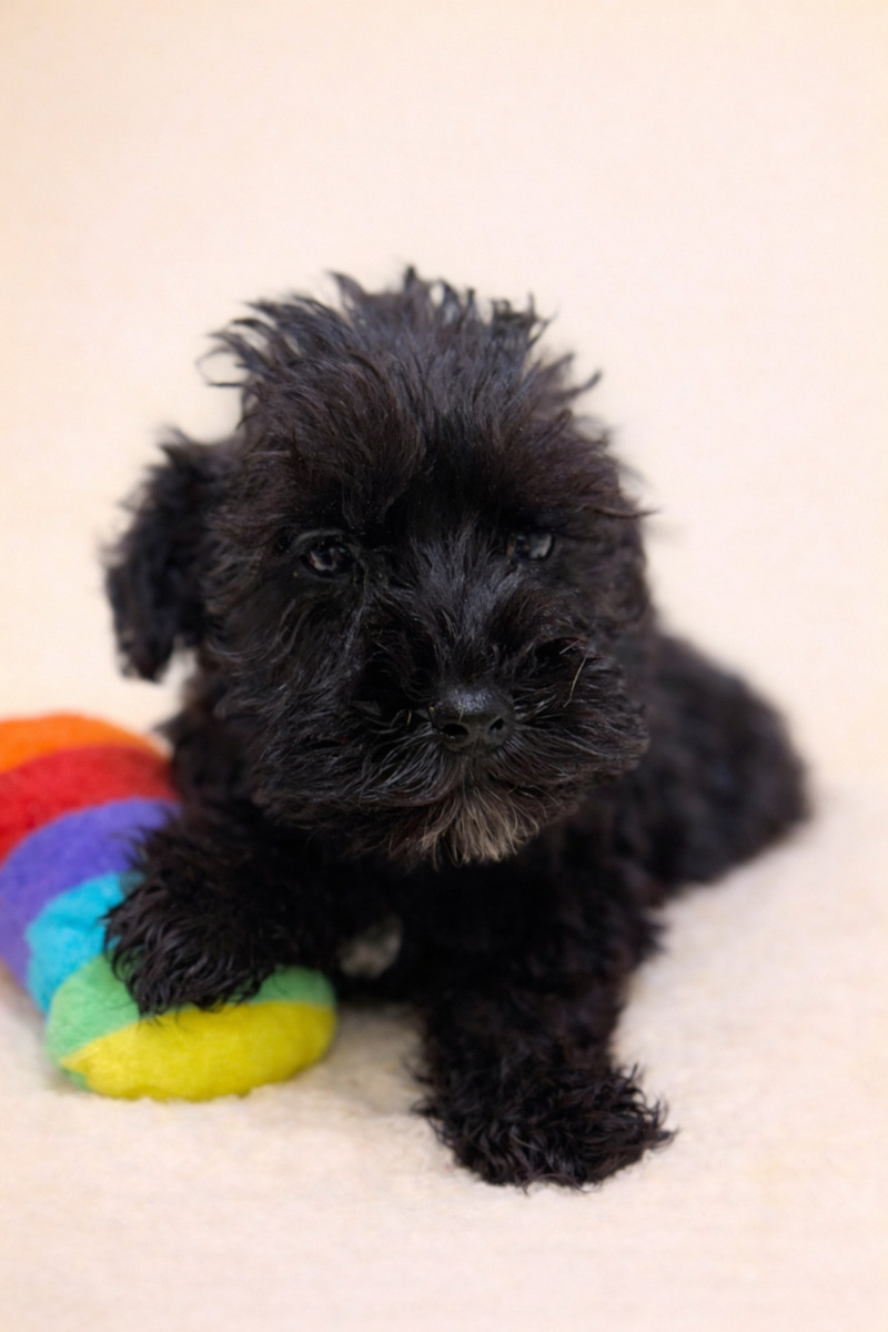 Brownie, Schnauzer femelle née le 26/01/26 Non LOF