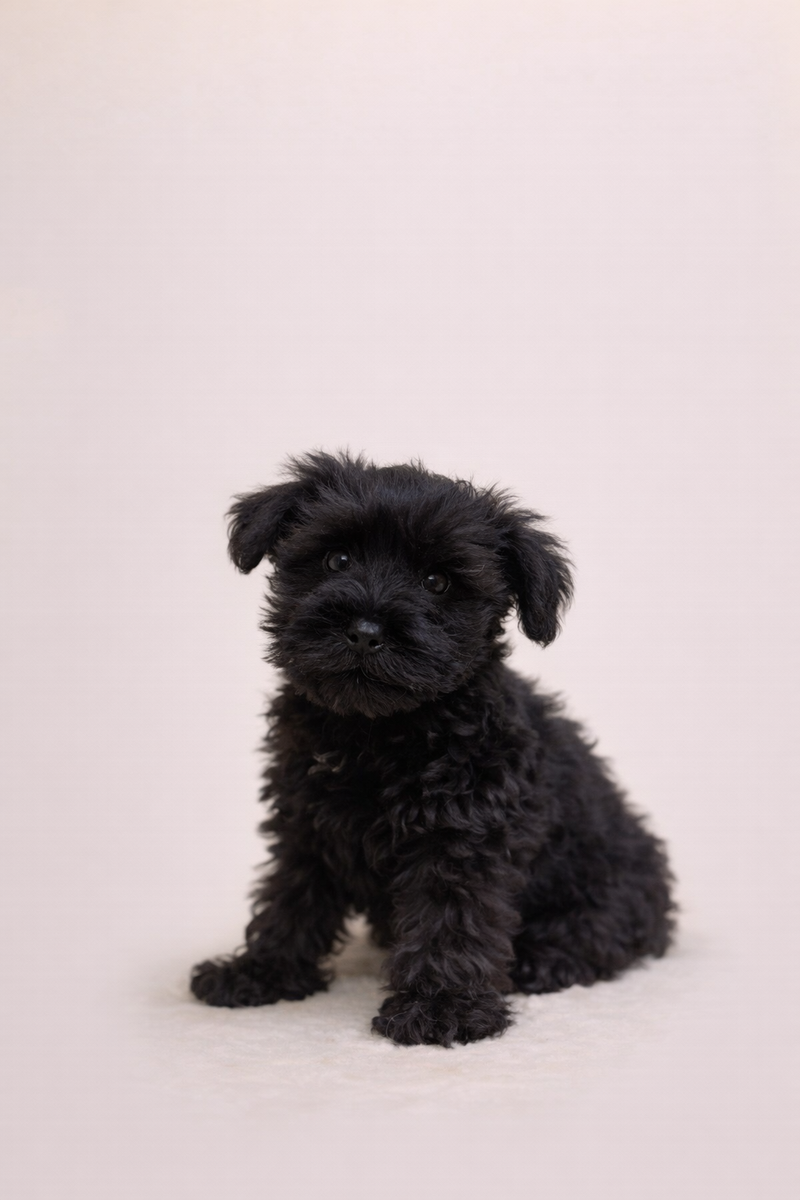 Biskotte, Schnauzer femelle née le 26/01/26 Non LOF