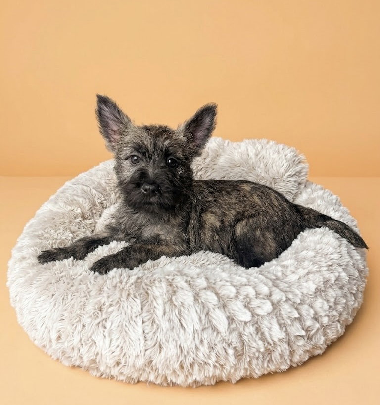 BERGAMOTTE, femelle née le 18/01/26 non LOF (parents LOF)