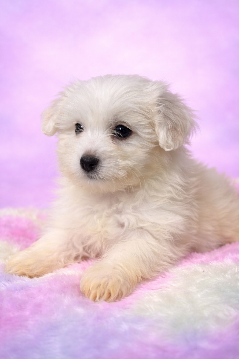 Boston male né le : 28/01/2026 (LOF)