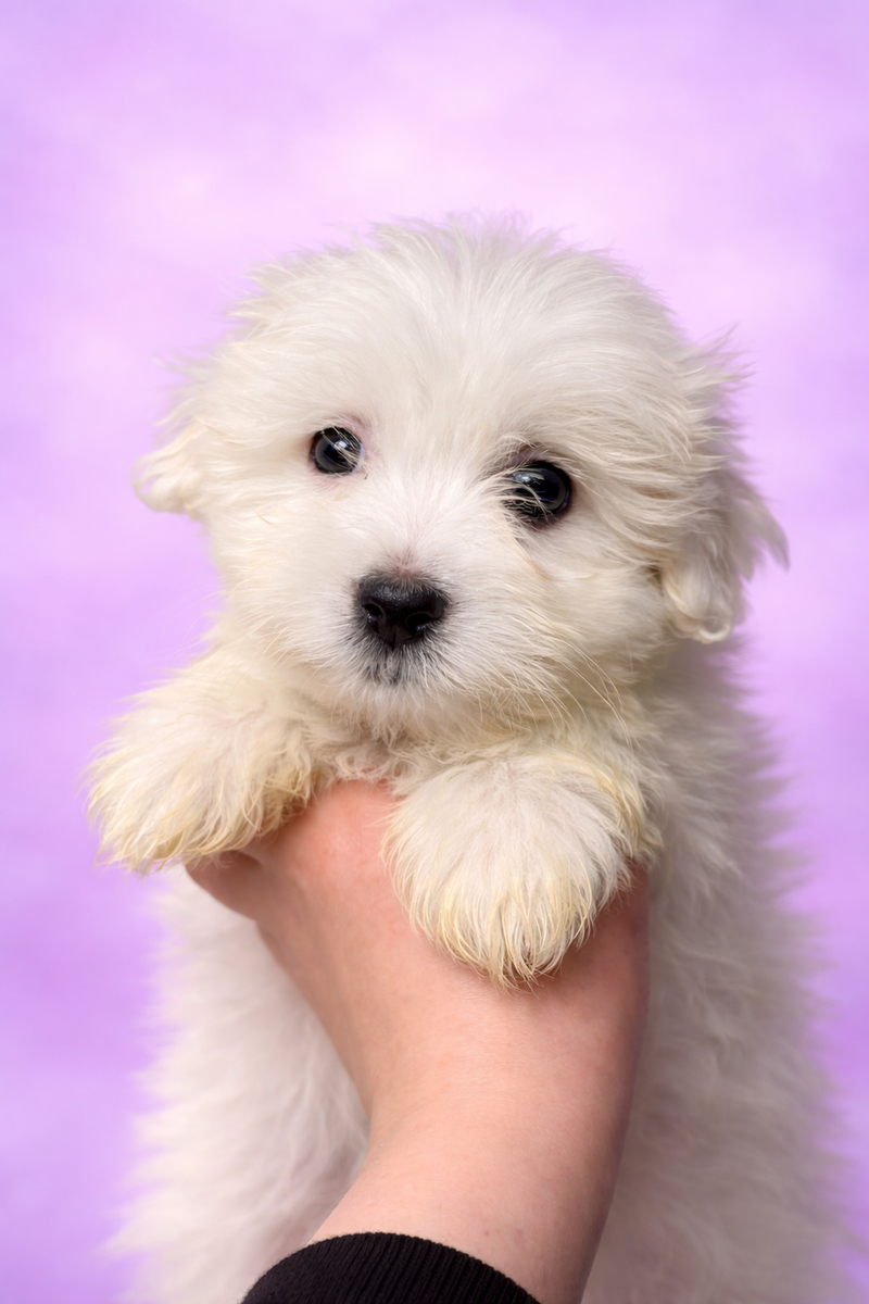 Boston male né le : 28/01/2026 (LOF)