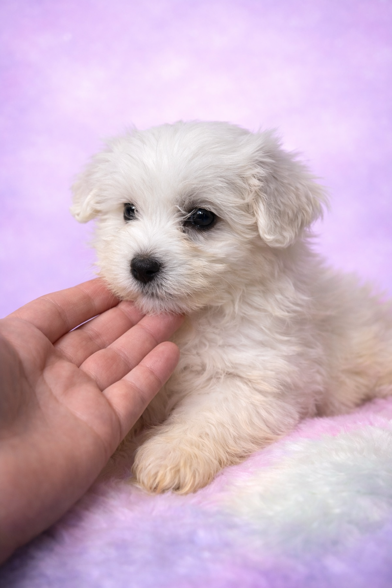 Boston male né le : 28/01/2026 (LOF)