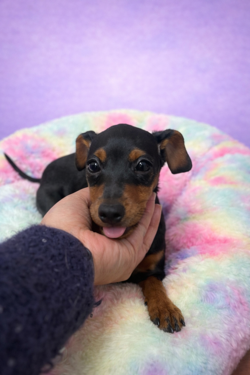 Antibes femelle née le :04/12/2026 (Parents LOF)