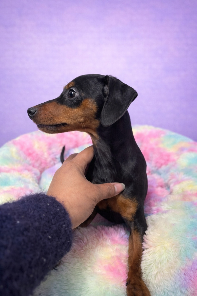 Antibes femelle née le :04/12/2026 (Parents LOF)