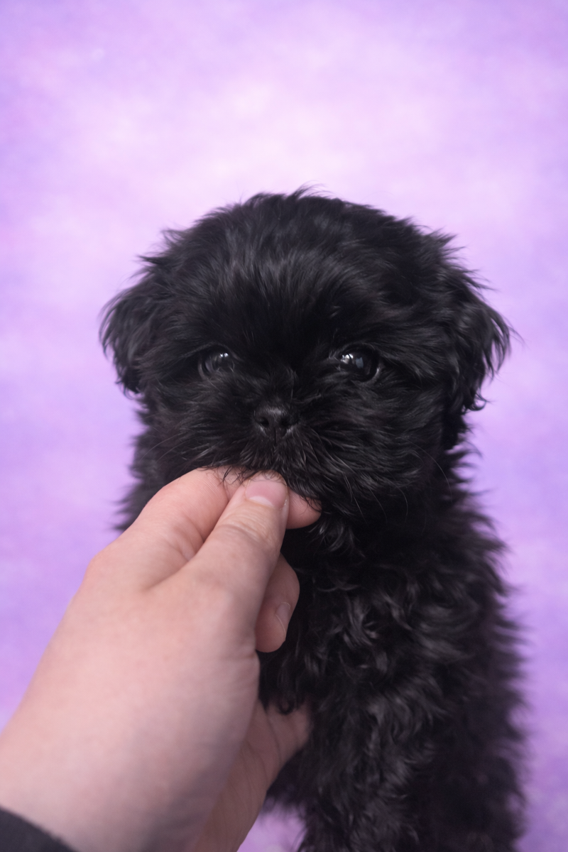 Blue femelle née le : 29/01/2026 ( LOF)