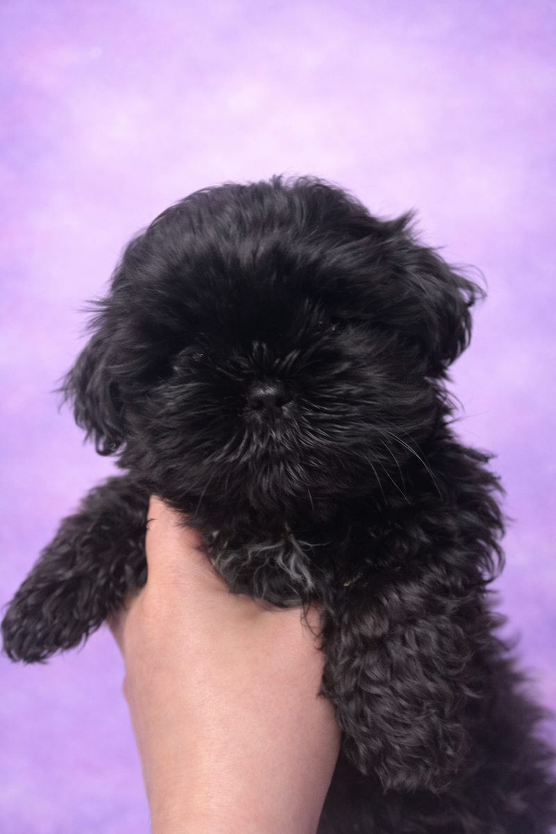 Blue femelle née le : 29/01/2026 ( LOF)