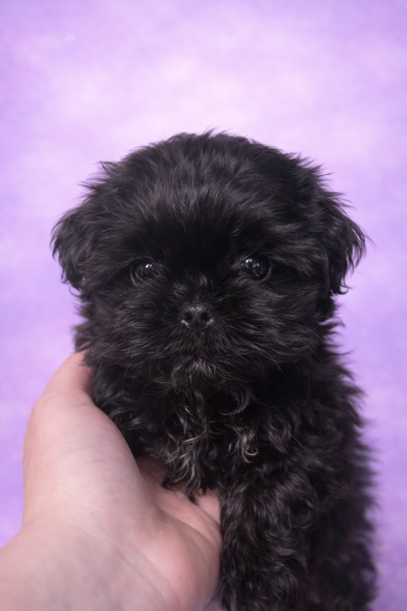 Blue femelle née le : 29/01/2026 ( LOF)