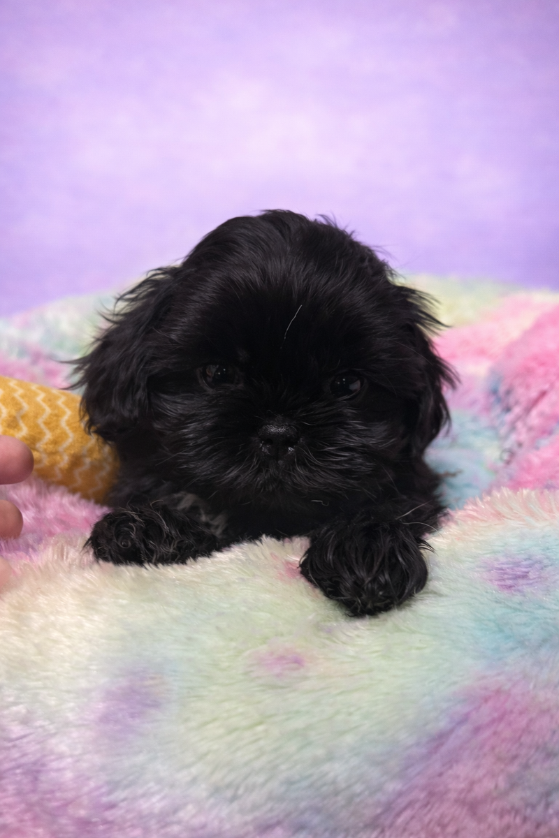 Bakus mâle né le :29/01/2026 ( LOF)