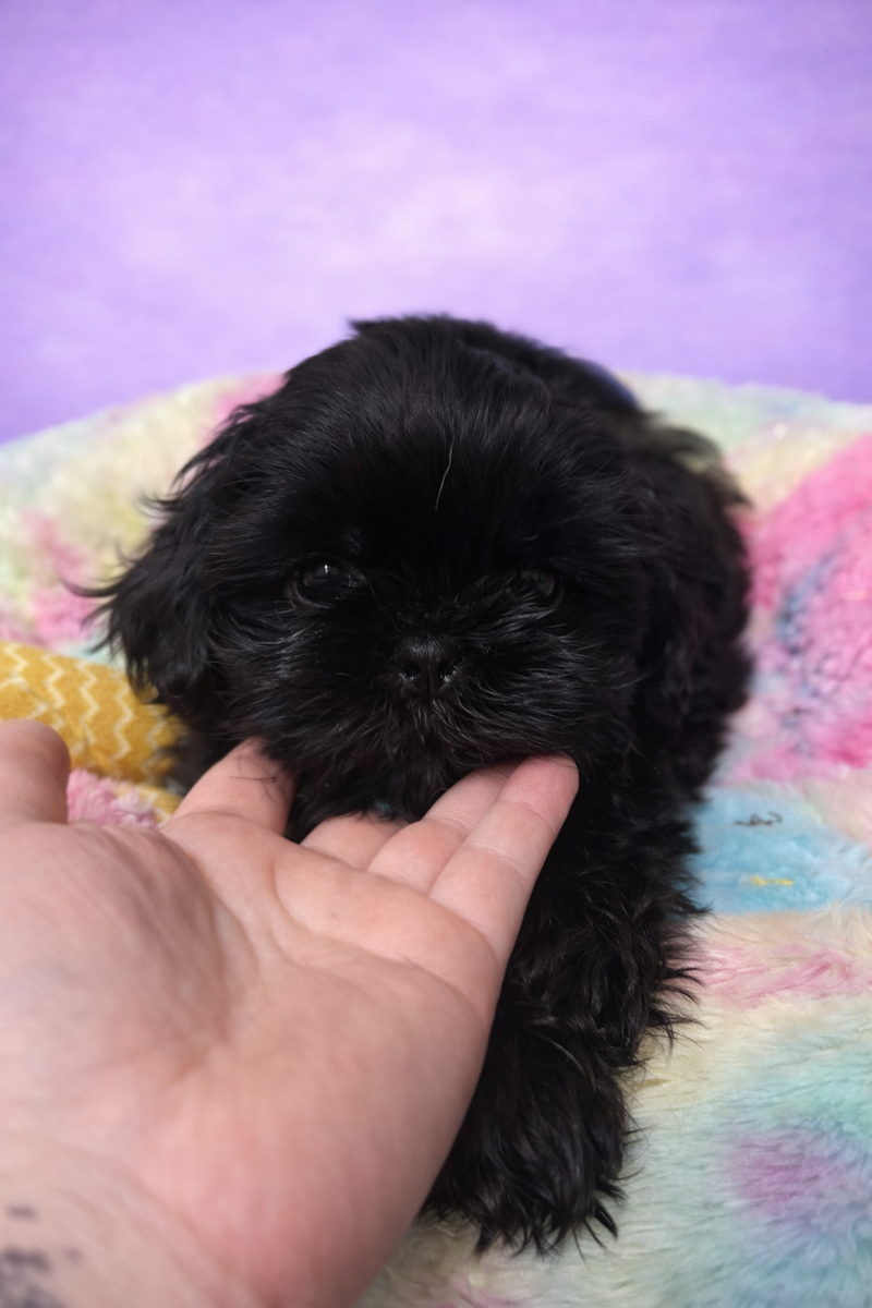 Bakus mâle né le :29/01/2026 ( LOF)