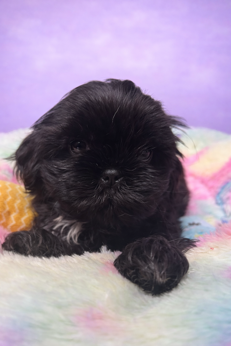 Bakus mâle né le :29/01/2026 ( LOF)