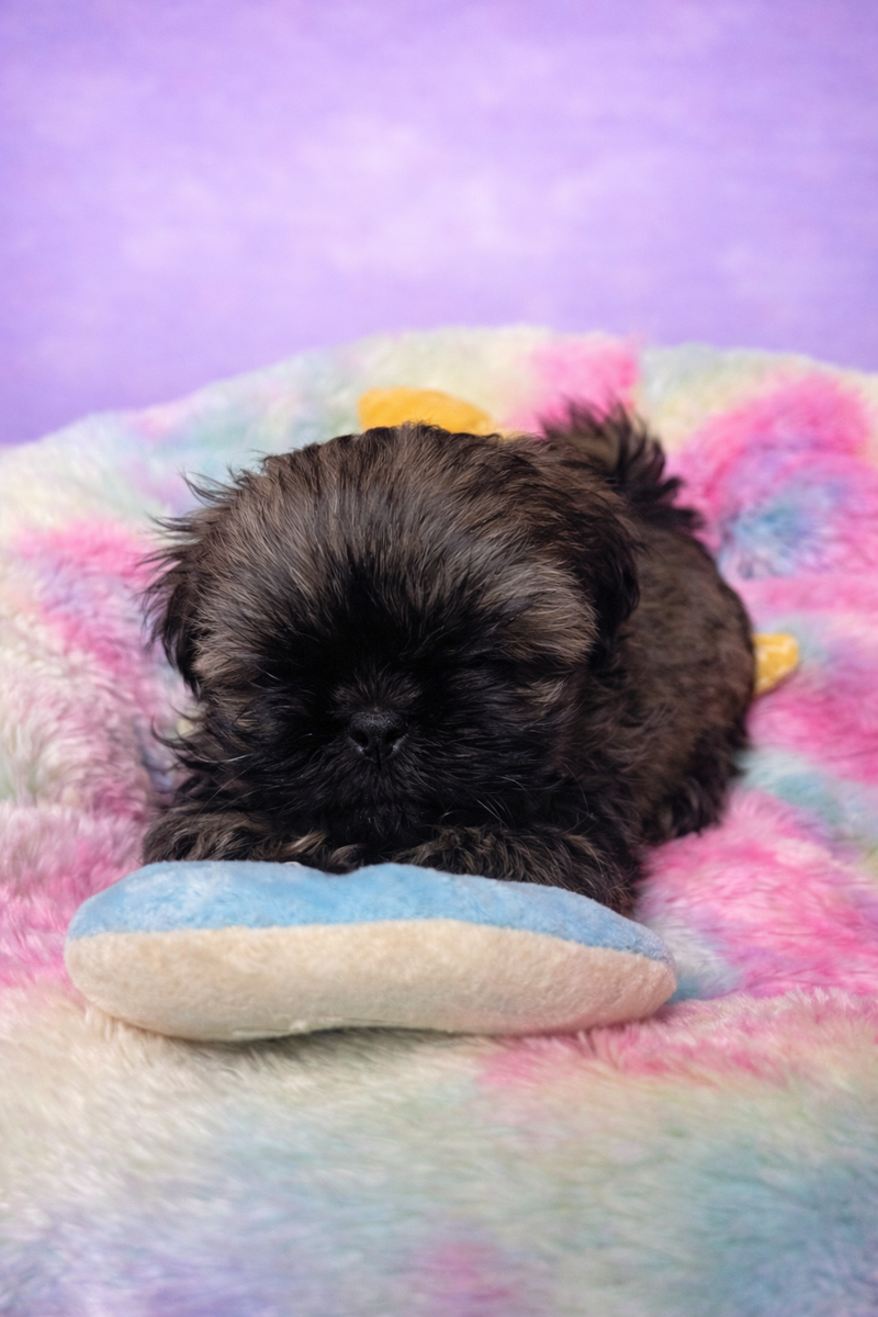 Bravo mâle né le: 29/01/2026 ( LOF)