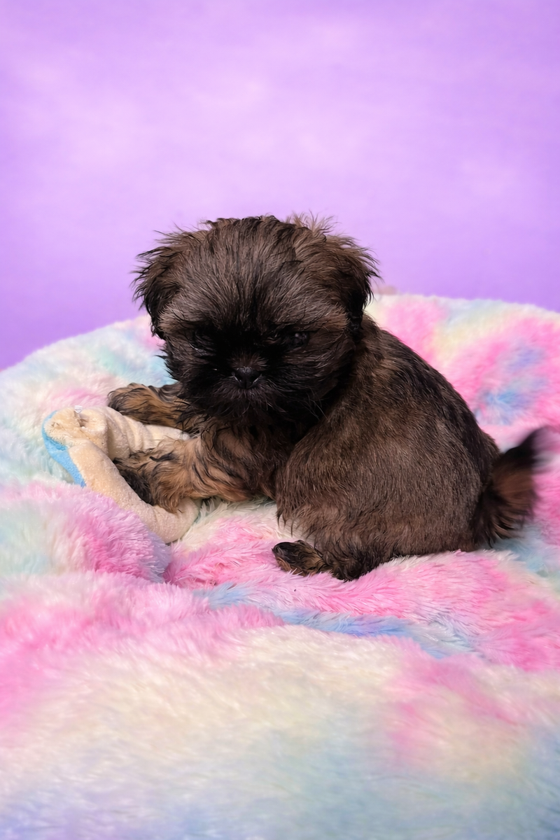 Bravo mâle né le: 29/01/2026 ( LOF)