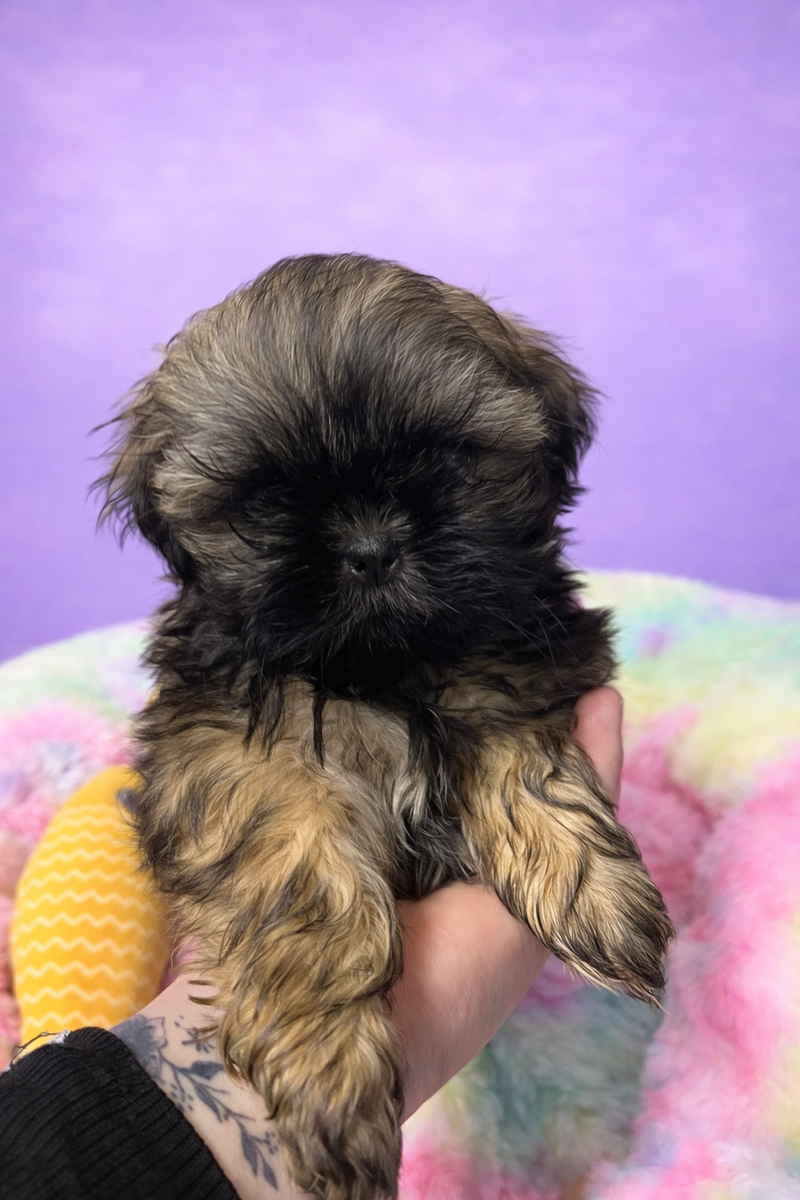 Bravo mâle né le: 29/01/2026 ( LOF)