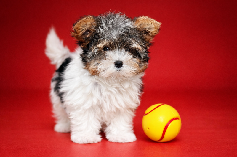 AZTEK, mâle né le 30/12/25 non LOF (parents LOF)