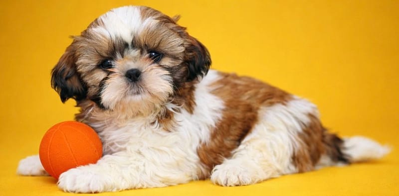 BETTY, femelle née le 31/01/2026 non LOF (parents LOF)