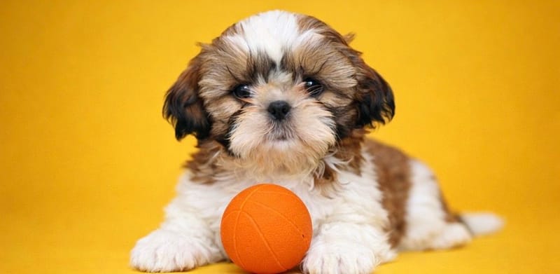 BETTY, femelle née le 31/01/2026 non LOF (parents LOF)