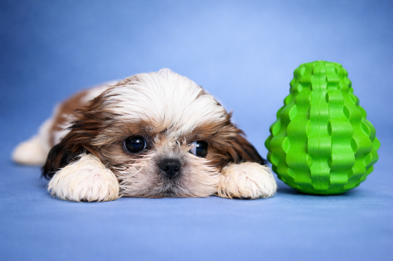 BEN HUR, mâle né le 31/01/2026 non LOF (parents LOF)