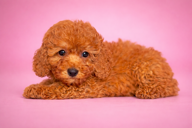 BODY, femelle née le 06/12/25 non LOF (parents LOF)