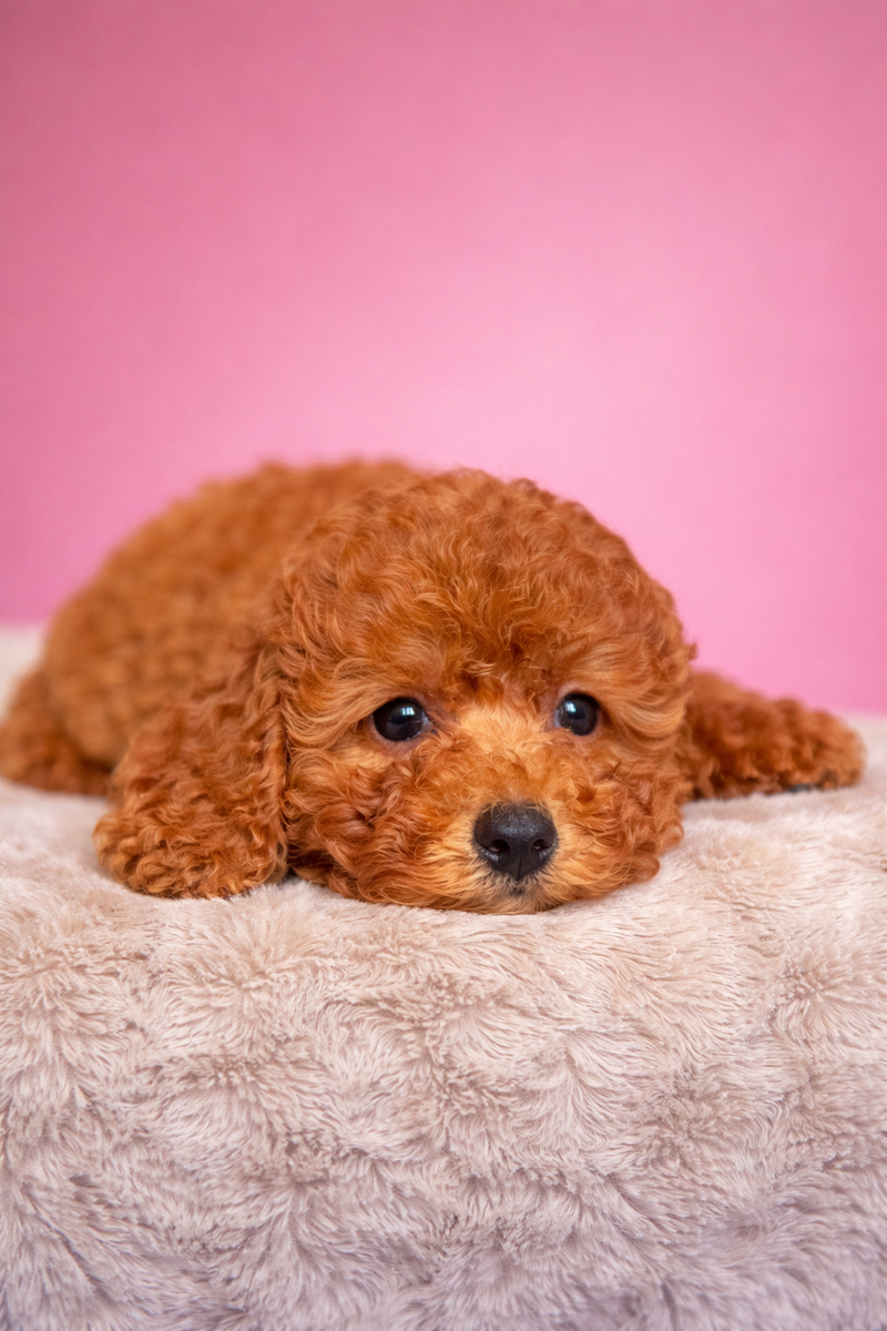 BODY, femelle née le 06/12/25 non LOF (parents LOF)