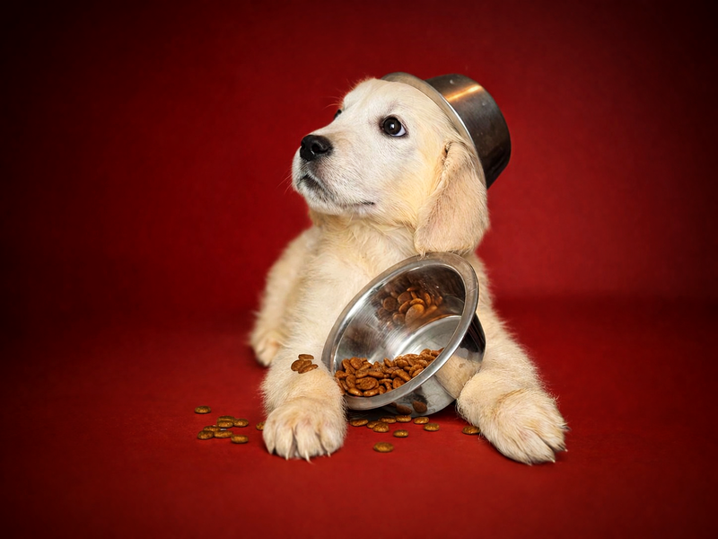 BENJI, mâle né le 03/01/2026 non LOF (parents LOF)