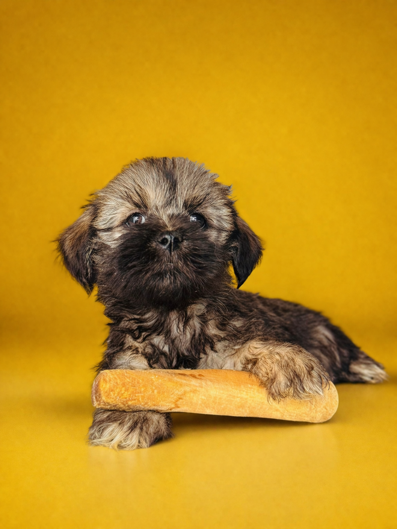 BREND, mâle né le 08/02/2026 LOF