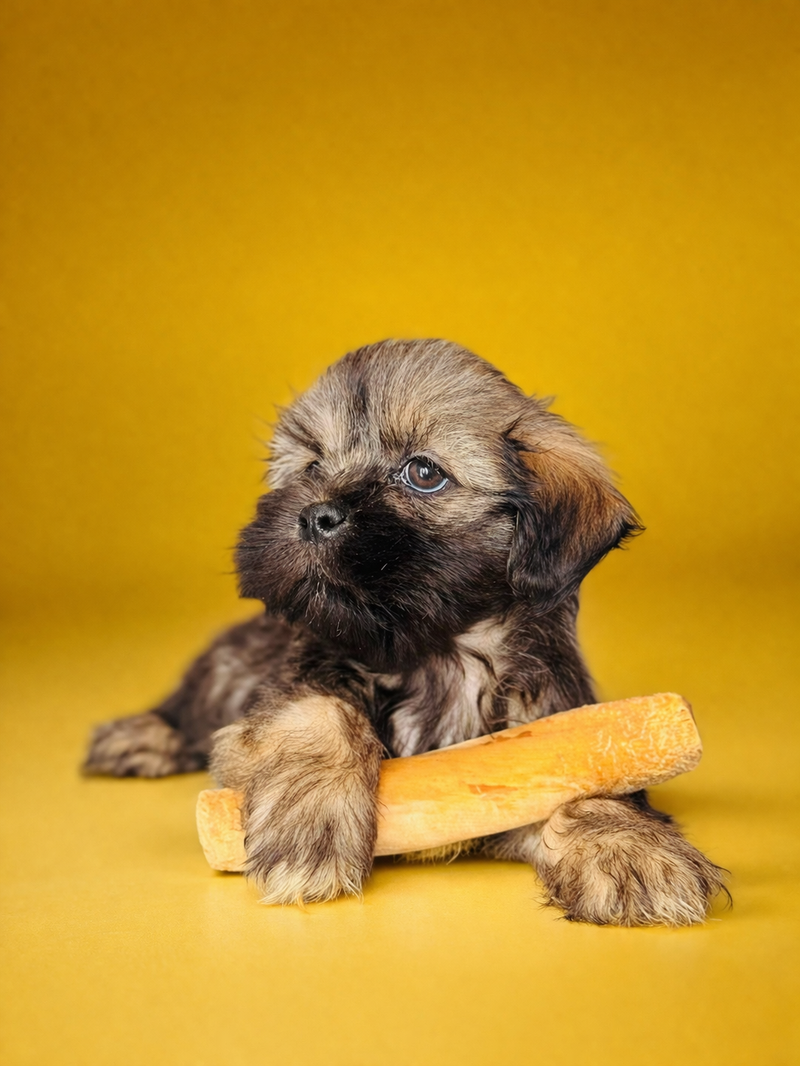 BREND, mâle né le 08/02/2026 LOF