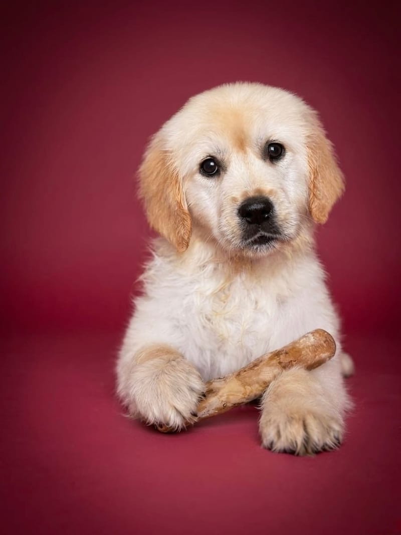 BORA BORA, femelle née le 25/01/2026 non LOF (parents LOF)