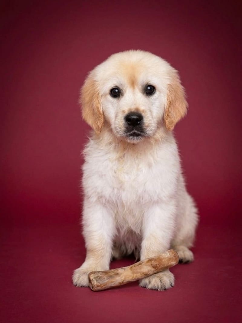 BORA BORA, femelle née le 25/01/2026 non LOF (parents LOF)