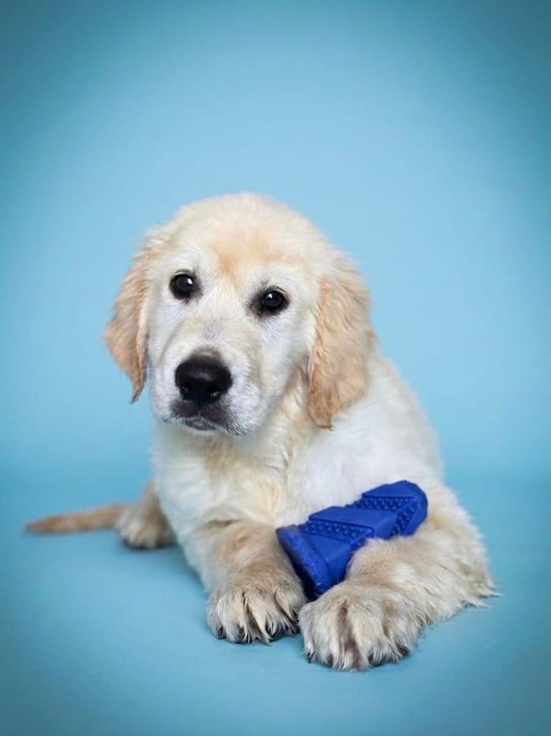 BRESIL, mâle né le 22/01/2026 non LOF (parents LOF)