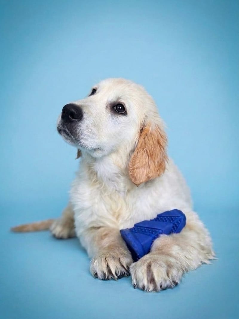 BRESIL, mâle né le 22/01/2026 non LOF (parents LOF)