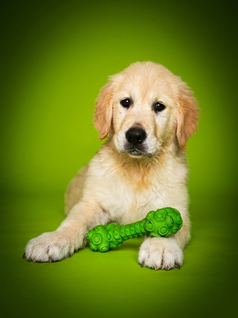 BUNNY, mâle né le 22/01/2026 non LOF (parents LOF)
