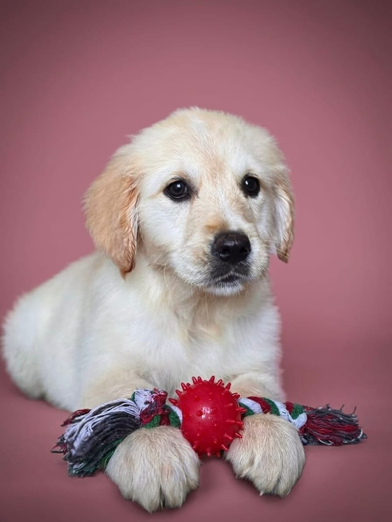 BOUNTY, femelle née le 25/01/26 non LOF (parents LOF)