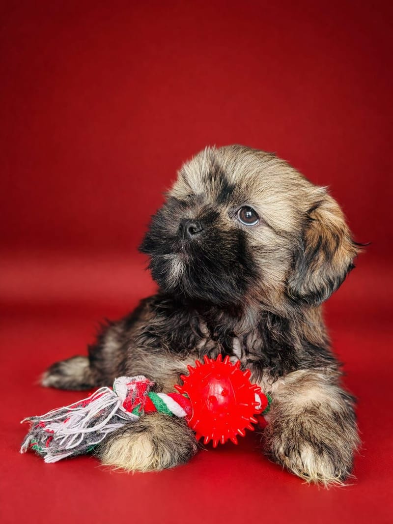 BALLENTINE, femelle née le 08/02/2026 LOF