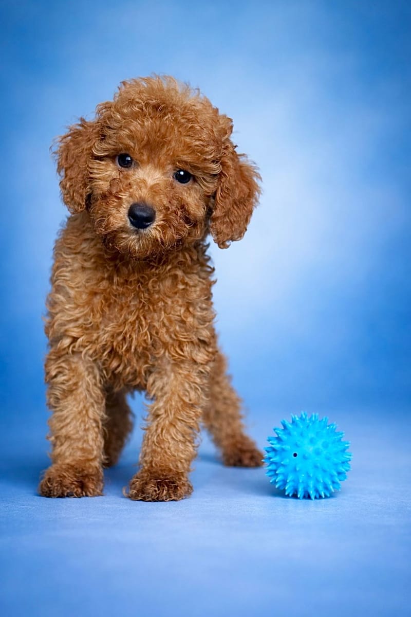 BENTLEY, mâle né le 06/02/2026 non LOF (parents LOF)