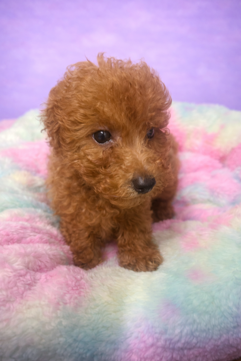 Brandy mâle né le : 06/02/26 ( parents LOF) 