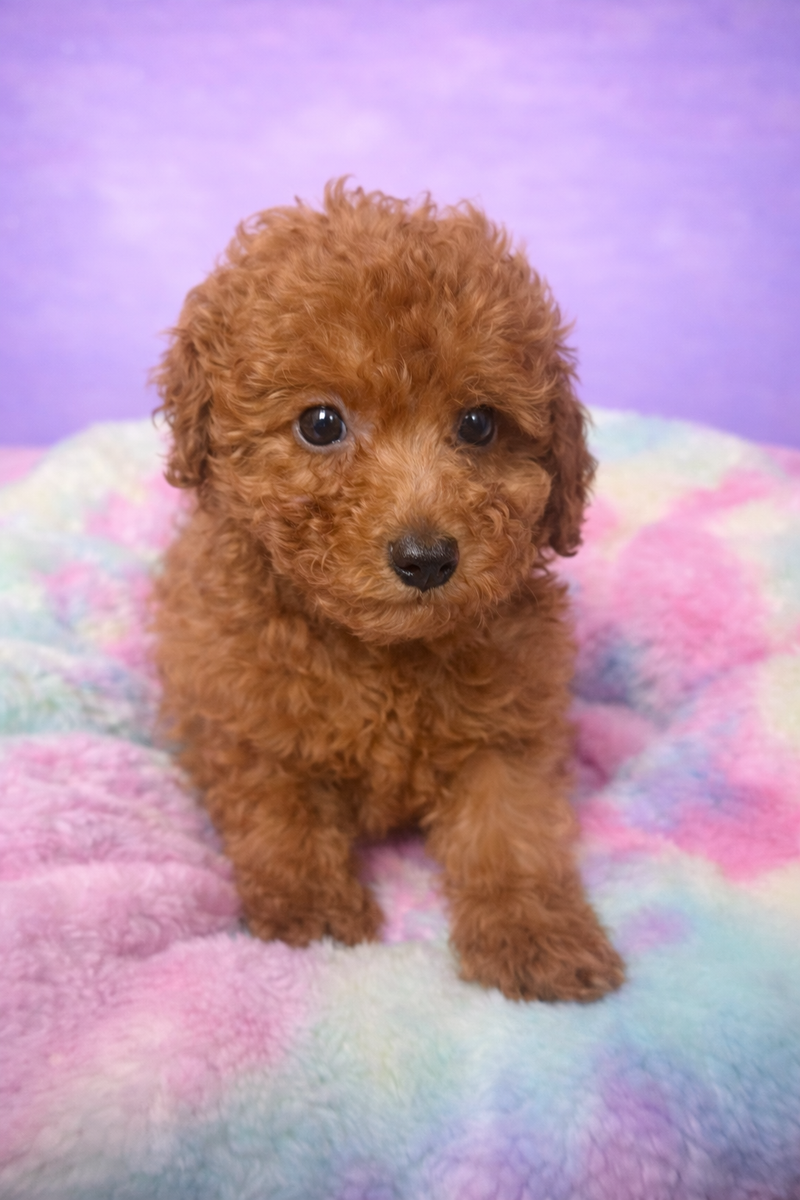 Brandy mâle né le : 06/02/26 ( parents LOF) 