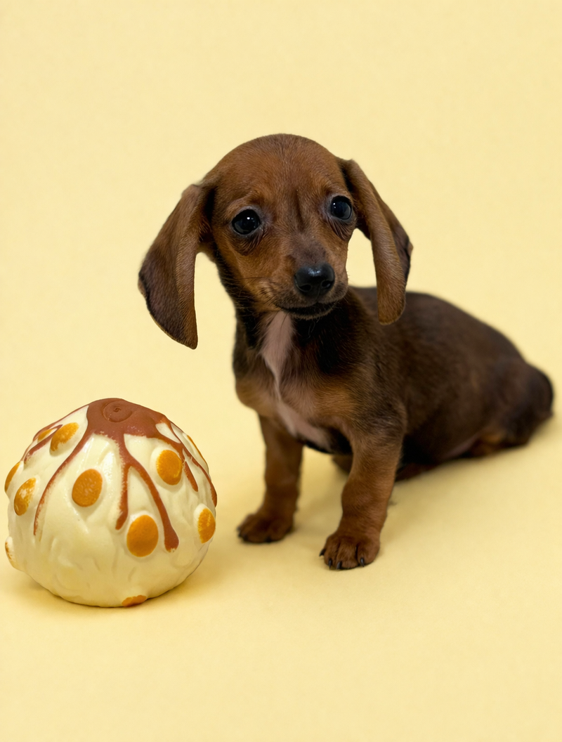 Bali, Teckel à poil ras femelle née le 02/02/26 