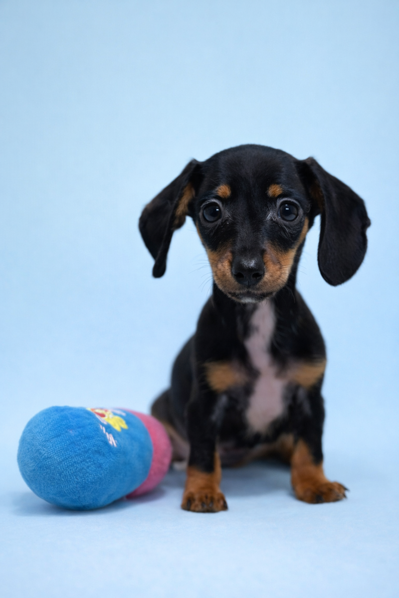 Birman, Teckel à poil ras mâle né le 02/02/26 