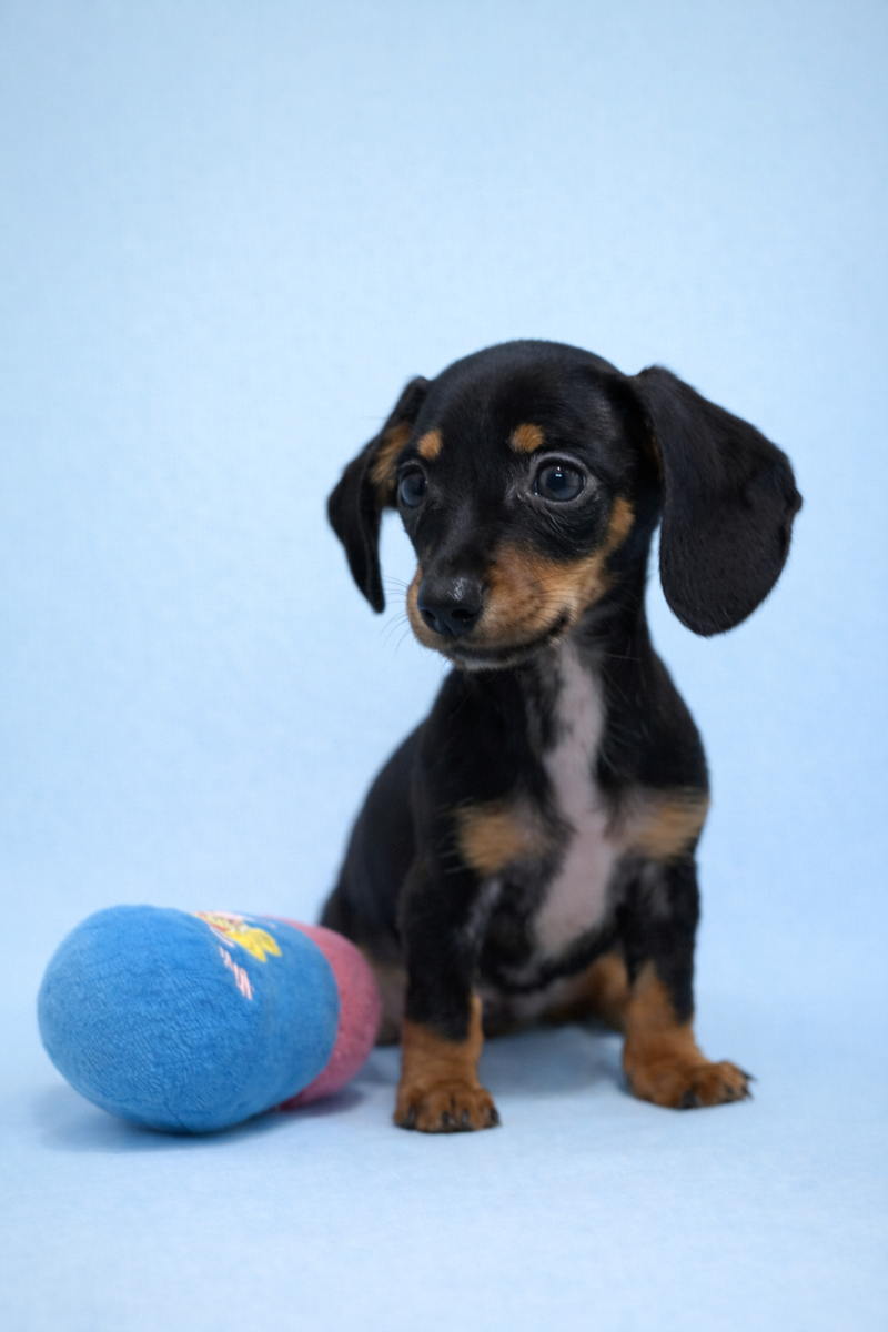 Birman, Teckel à poil ras mâle né le 02/02/26 