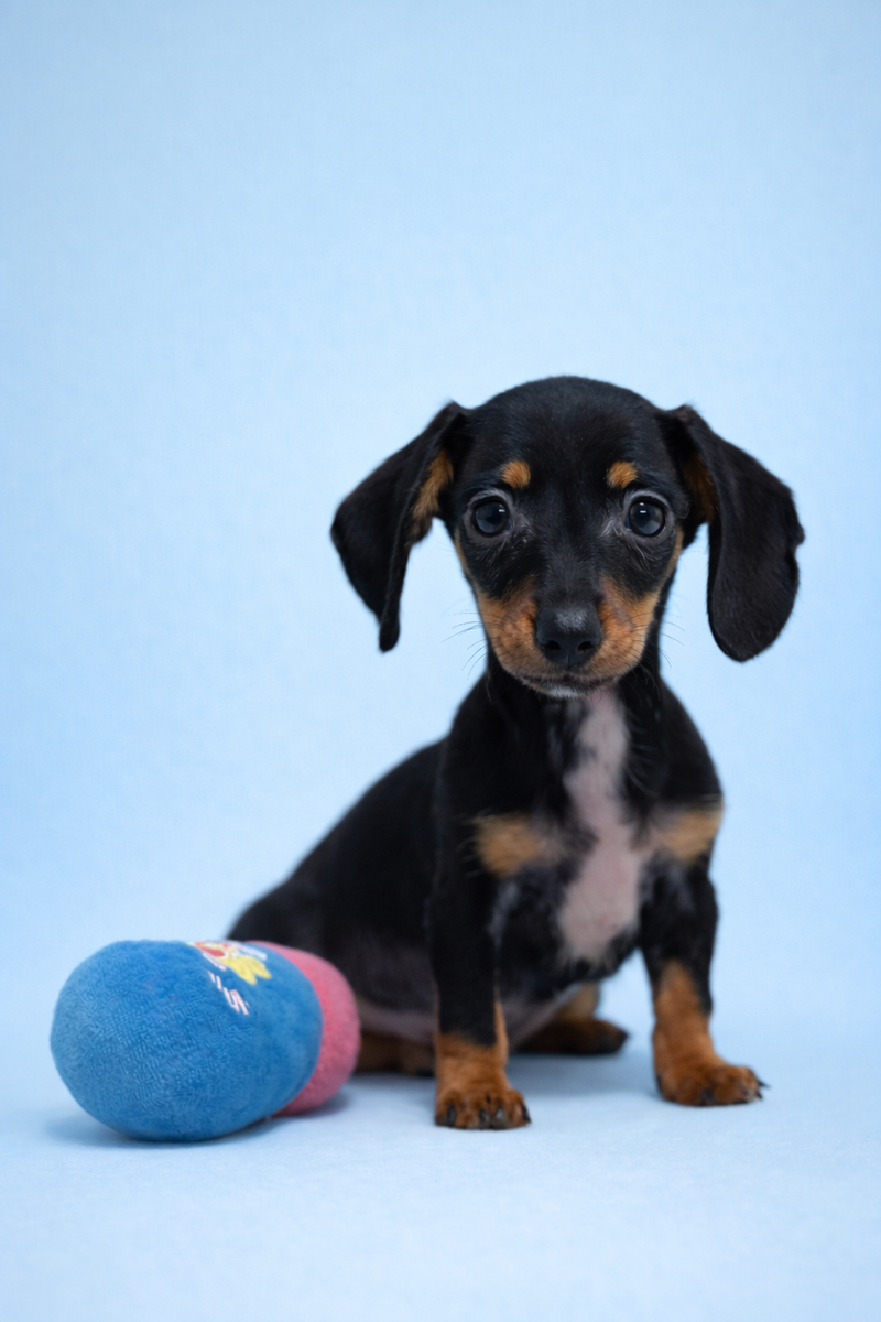 Birman, Teckel à poil ras mâle né le 02/02/26 