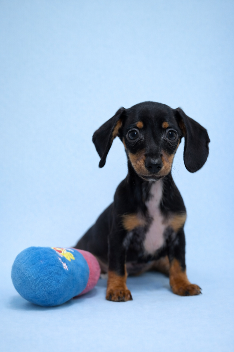 Birman, Teckel à poil ras mâle né le 02/02/26 