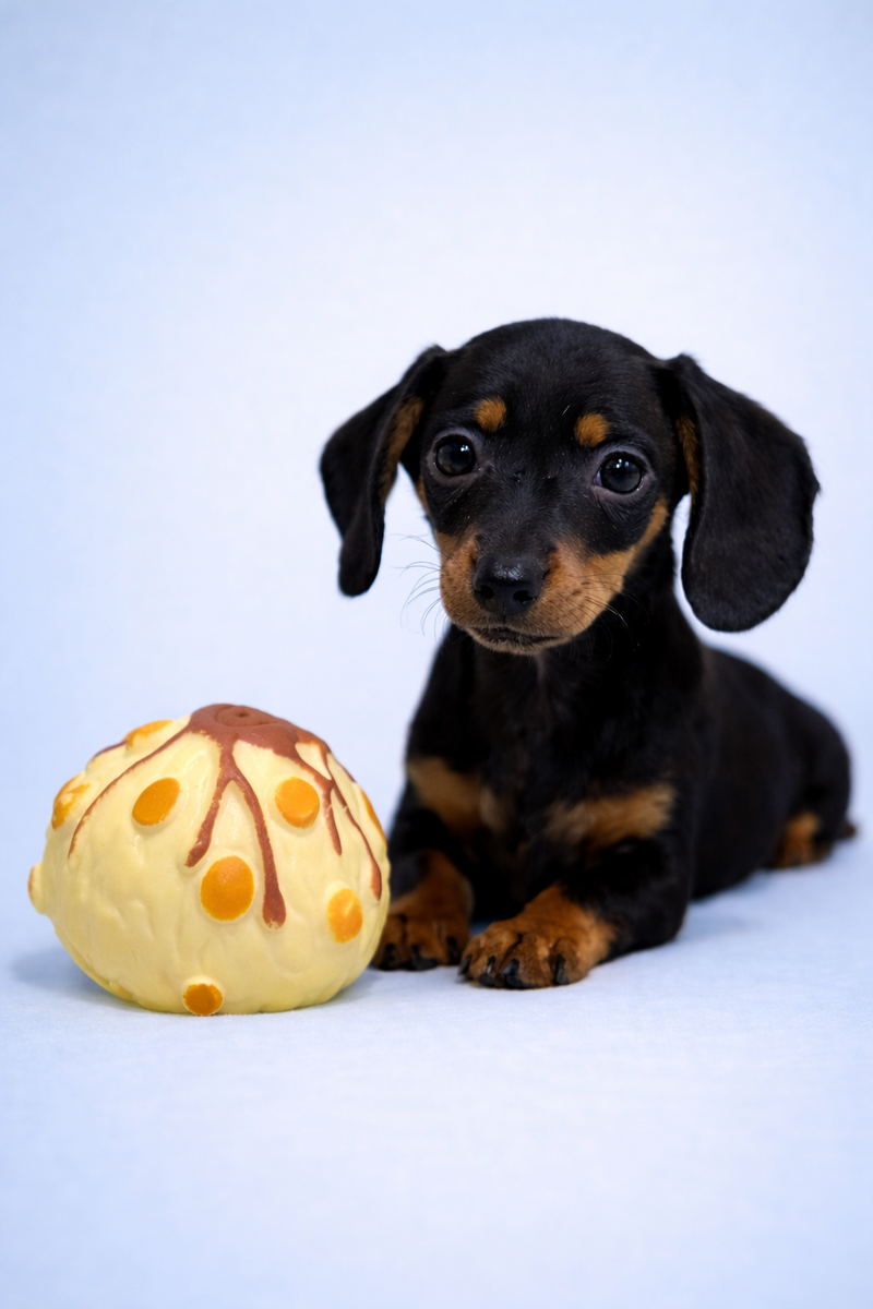 Beliz, Teckel à poil ras mâle né le 02/02/26 