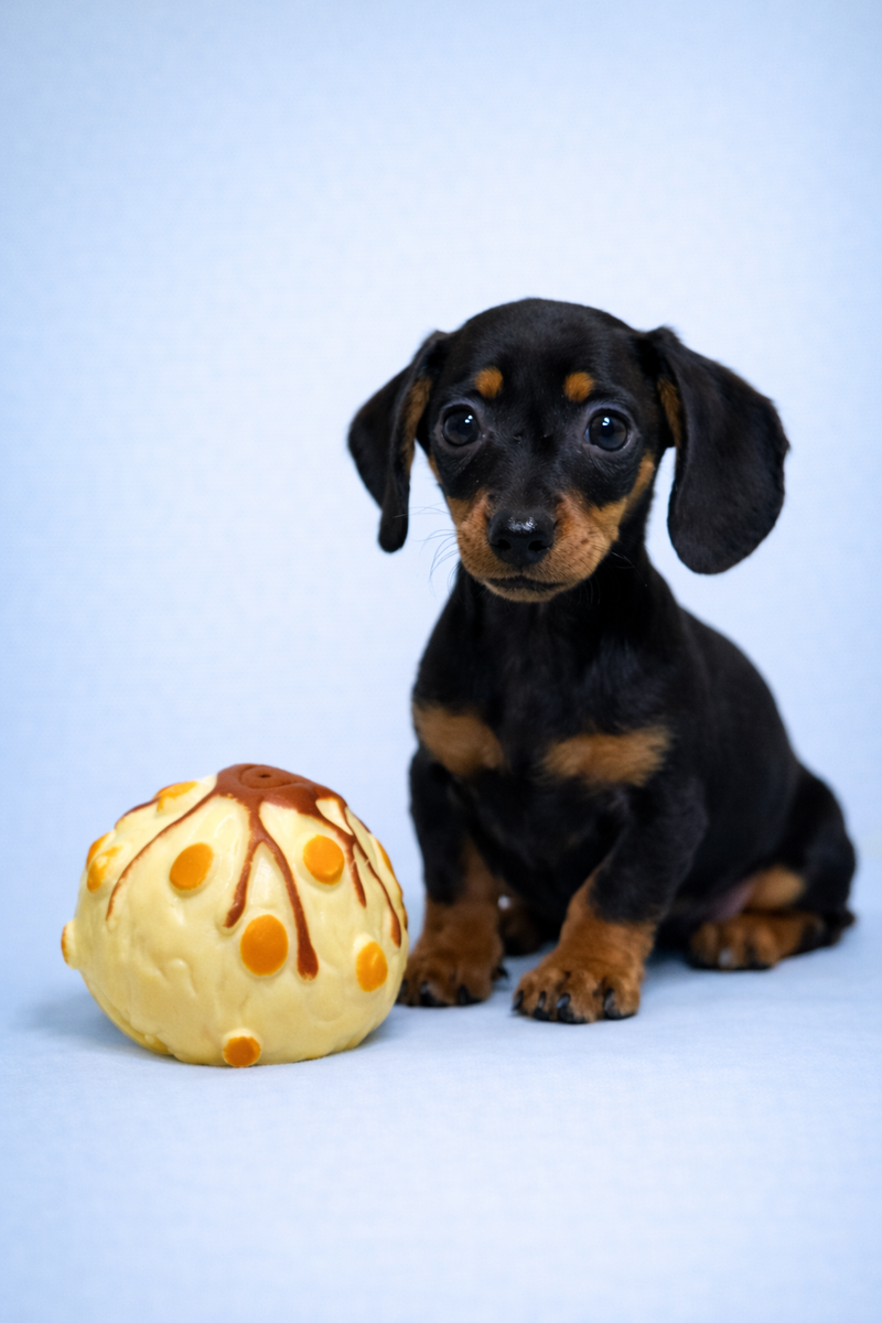 Beliz, Teckel à poil ras mâle né le 02/02/26 